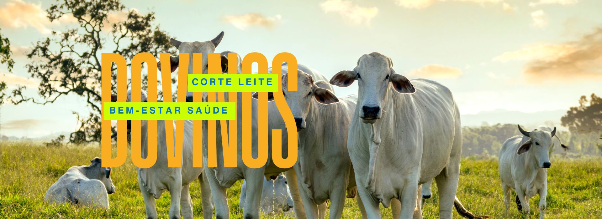 Banner Central Pec MT 1